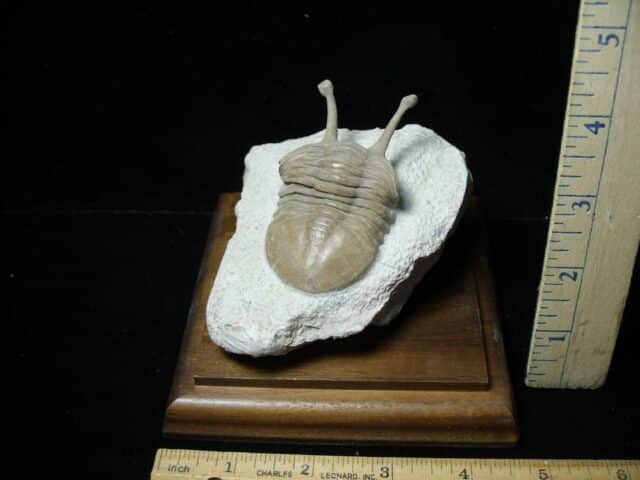Fossilized Trilobite – Kowalewski (040123d) - Image 2