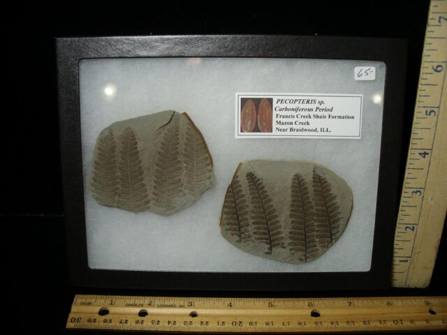 Mazon Creek Fern Fossil (032023s)