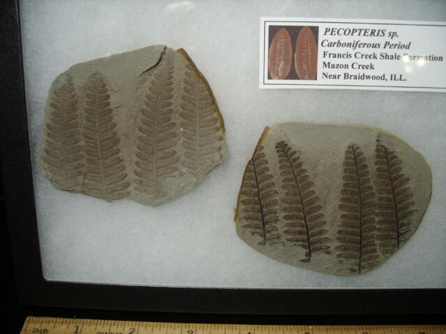 Mazon Creek Fern Fossil (032023s) - Image 2