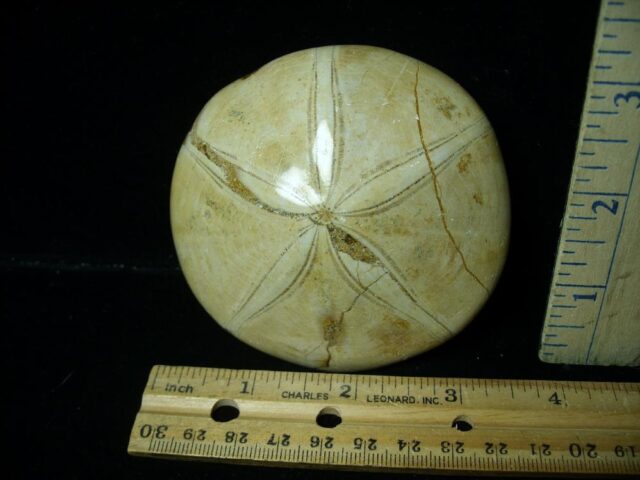 Large Fossilized Echinoid (Sand dollar) (040123e)