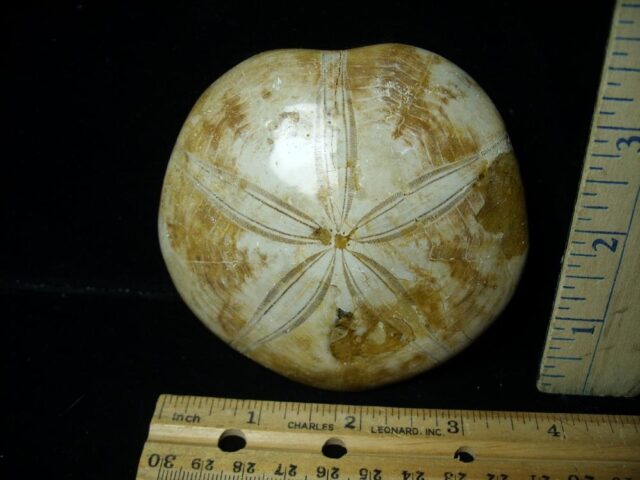 Large Fossilized Echinoid (Sand dollar) (040123f)