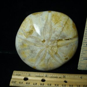 Large Fossilized Echinoid (Sand dollar) (040123h)