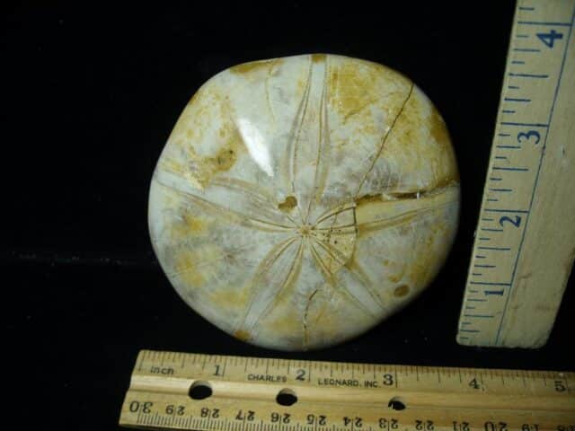 Large Fossilized Echinoid (Sand dollar) (040123h)