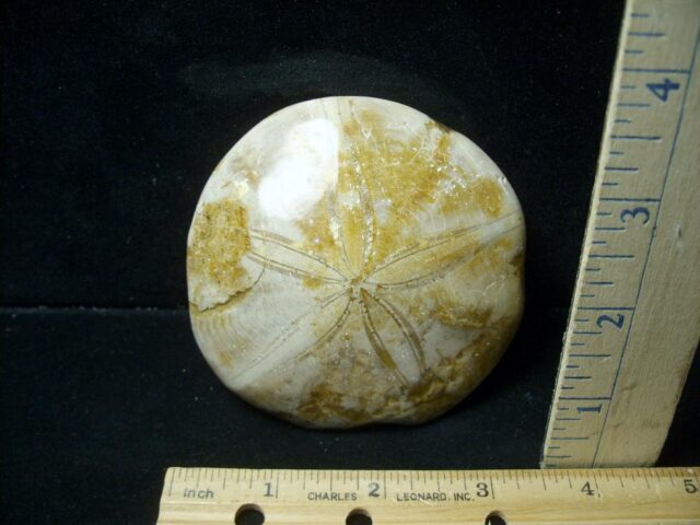 Large Fossilized Echinoid (Sand dollar) (041223d)