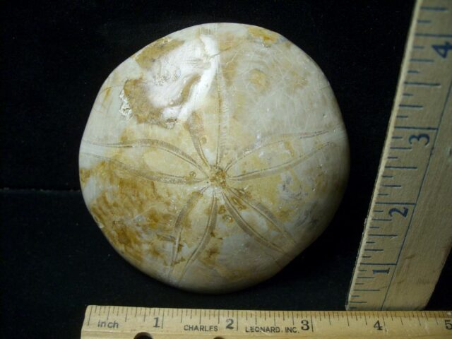 Large Fossilized Echinoid (Sand dollar) (041223e)