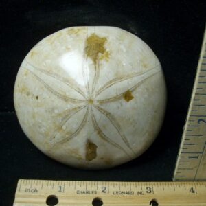 Large Fossilized Echinoid (Sand dollar) (041223f)