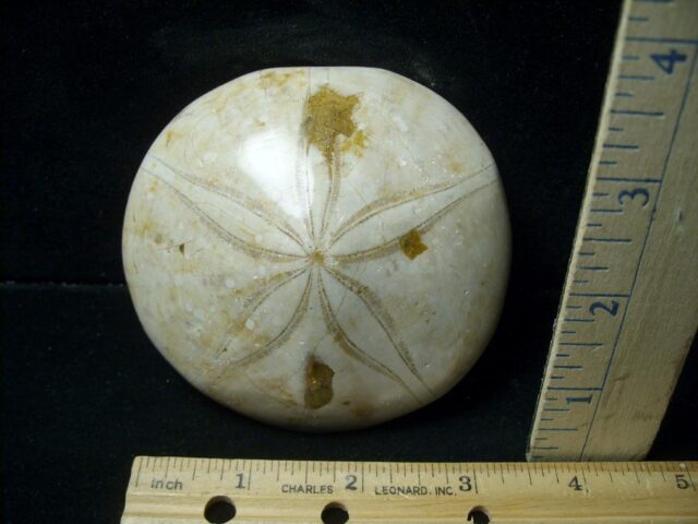 Large Fossilized Echinoid (Sand dollar) (041223f)