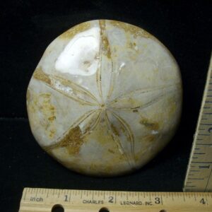 Large Fossilized Echinoid (Sand dollar) (041223g)