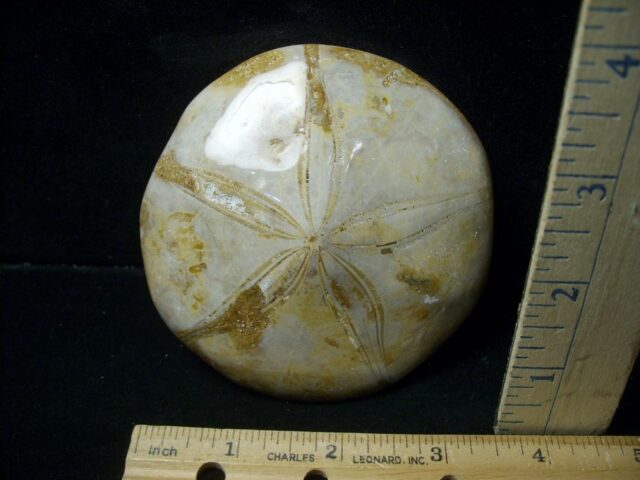 Large Fossilized Echinoid (Sand dollar) (041223g)