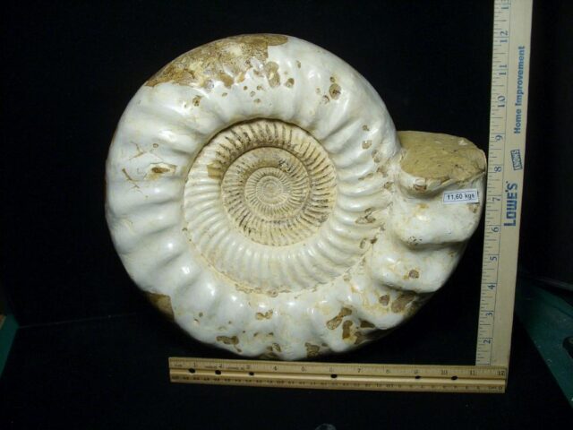 Natural/Polished Ammonite (041223n)