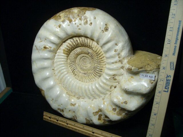 Natural/Polished Ammonite (041223n) - Image 2