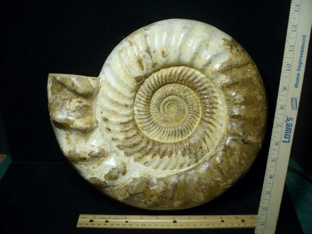 Natural/Polished Ammonite (041223n) - Image 3