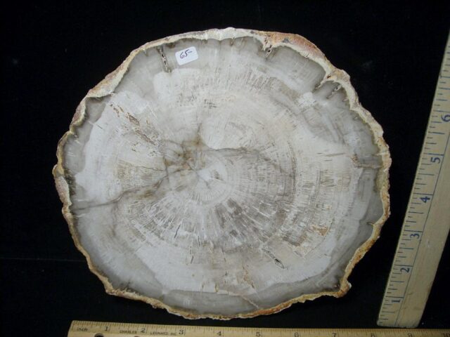 Madagascar Petrified Wood Log Slice (041823a)