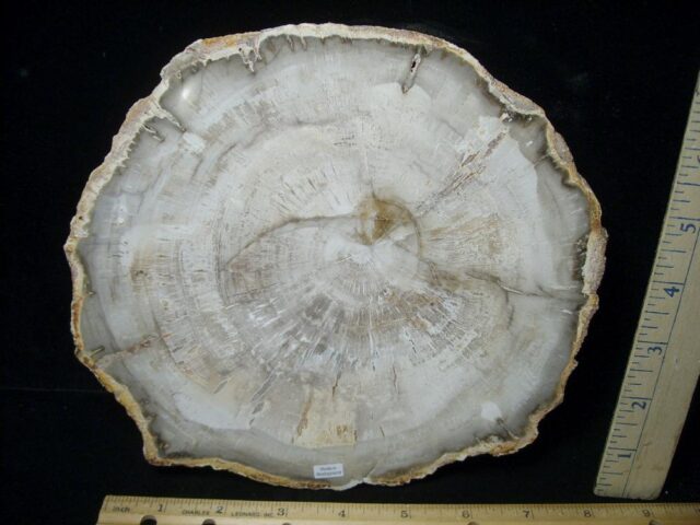 Madagascar Petrified Wood Log Slice (041823a) - Image 2
