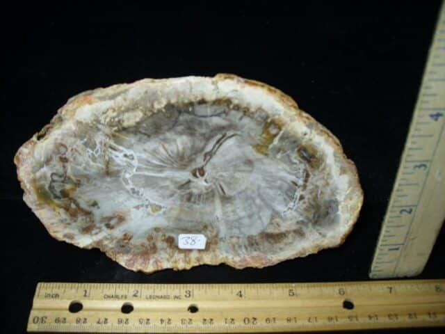 Madagascar Petrified Wood Log Slice (041823b) - Image 2