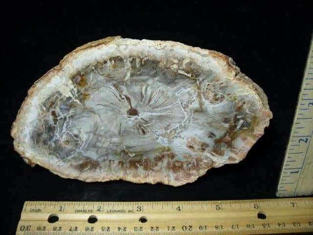 Madagascar Petrified Wood Log Slice (041823b)
