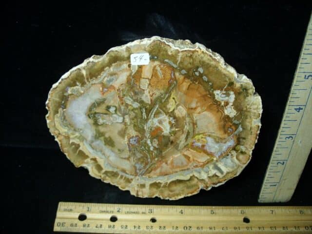 Madagascar Petrified Wood Log Slice (041823d) - Image 2