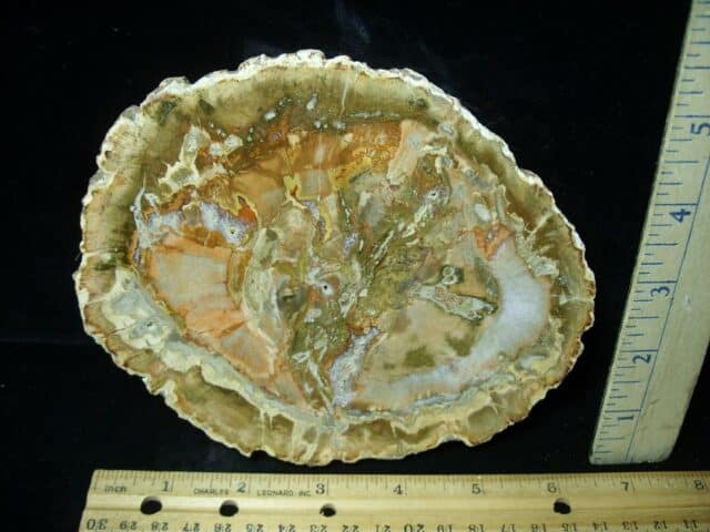 Madagascar Petrified Wood Log Slice (041823d)