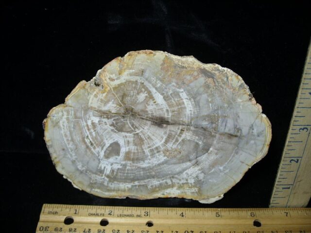 Madagascar Petrified Wood Log Slice (041823e) - Image 2