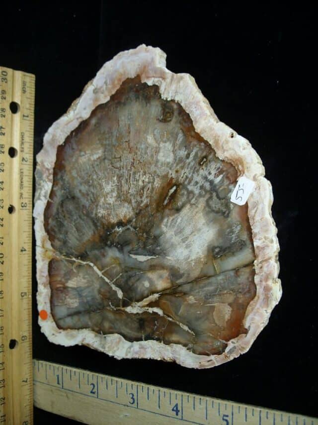 Madagascar Petrified Wood Log Slice (041823f)