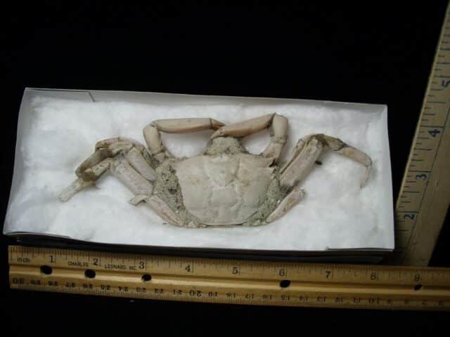Fossilized Crab  – Arthropod (041823g)