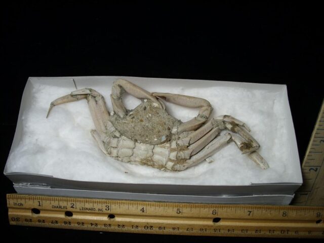 Fossilized Crab  – Arthropod (041823g) - Image 2