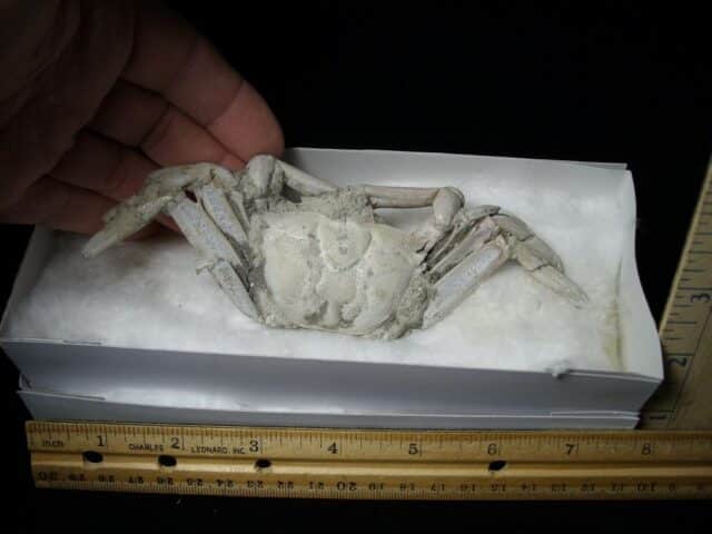 Fossilized Crab  – Arthropod (041823j)