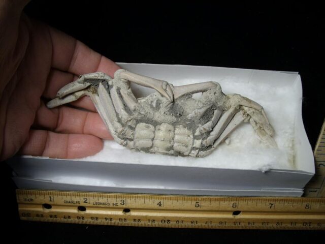 Fossilized Crab  – Arthropod (041823j) - Image 2