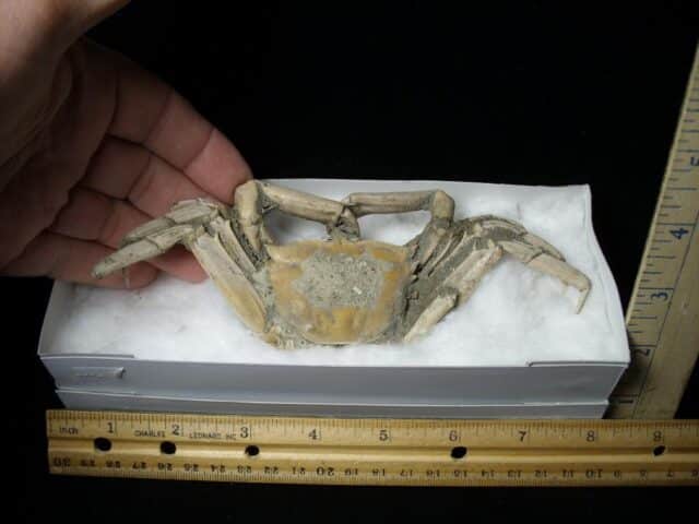 Fossilized Crab  – Arthropod (041823k)