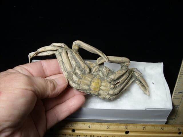 Fossilized Crab  – Arthropod (041823k) - Image 2