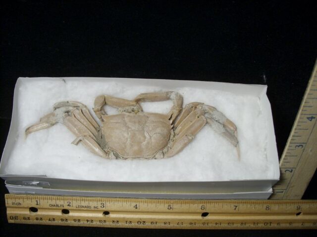 Fossilized Crab  – Arthropod (041823m)