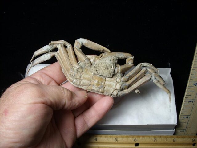 Fossilized Crab  – Arthropod (041823m) - Image 2