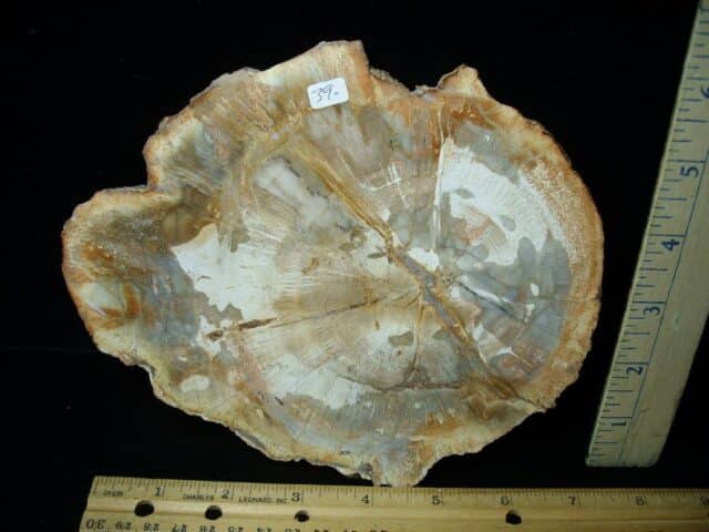 Madagascar Petrified Wood Log Slice (041823n)