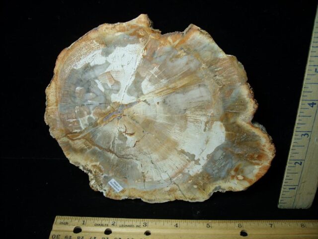 Madagascar Petrified Wood Log Slice (041823n) - Image 2