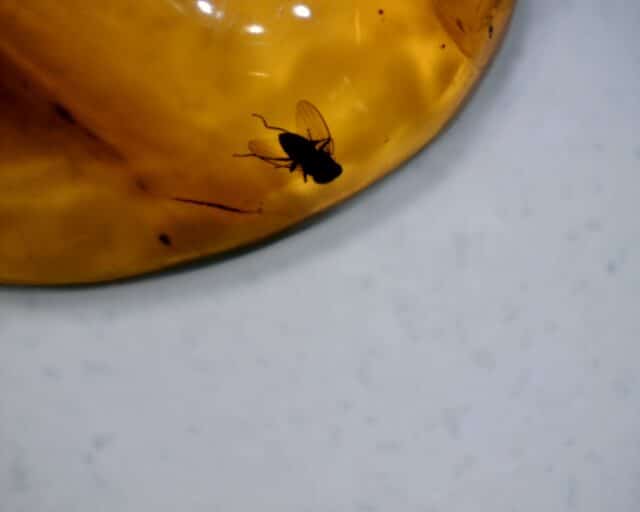 Dominican Amber Specimen with Fly (060123a - Image 2