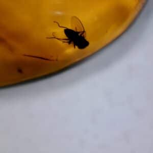 Dominican Amber Specimen with Fly (060123a