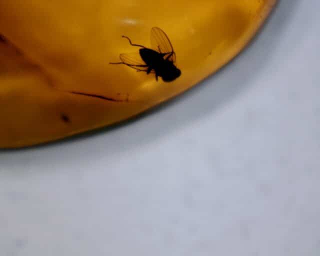 Dominican Amber Specimen with Fly (060123a