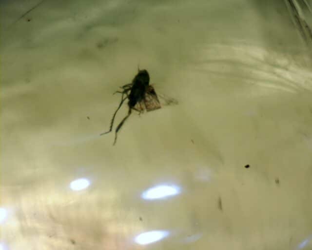 Dominican Amber Specimen with Fly (060123b) - Image 2