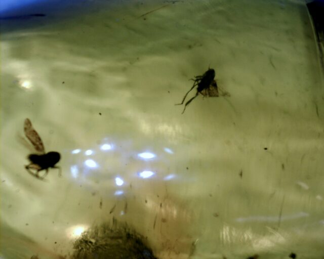 Dominican Amber Specimen with Fly (060123b)
