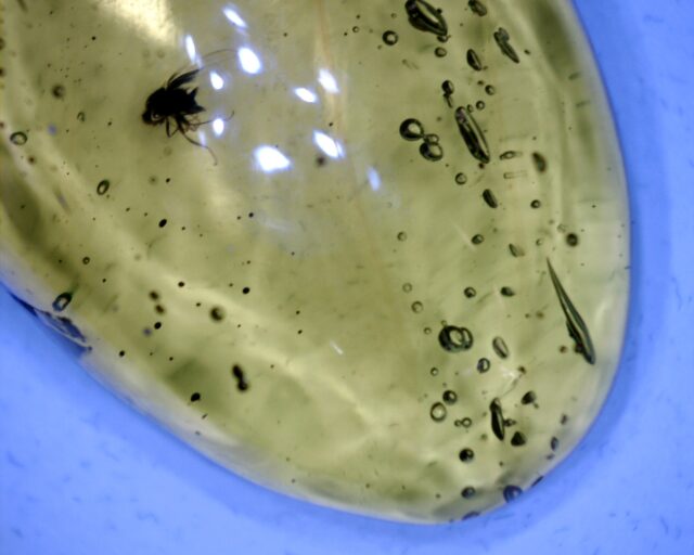 Dominican Amber Specimen with Fly (060123c) - Image 2