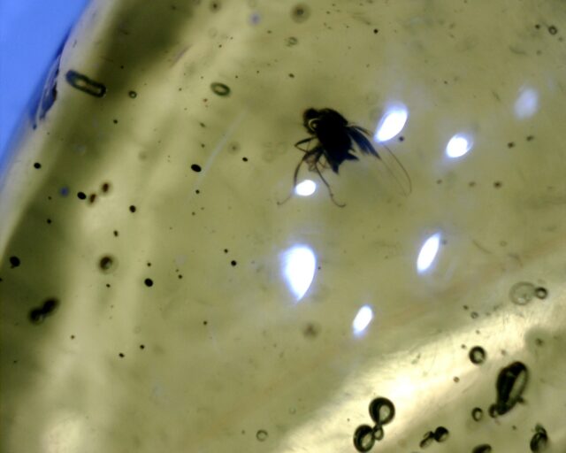 Dominican Amber Specimen with Fly (060123c)