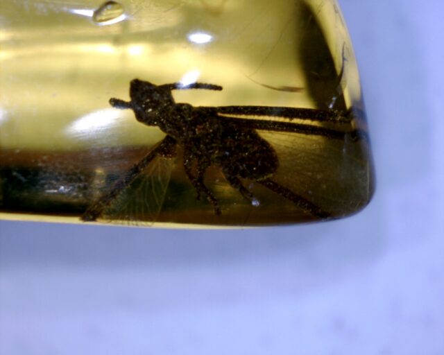 Dominican Amber Specimen with Bee, Roach, & Wasp (060123d) - Image 2