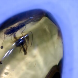 Dominican Amber Specimen with Bee, Roach, & Wasp (060123d)