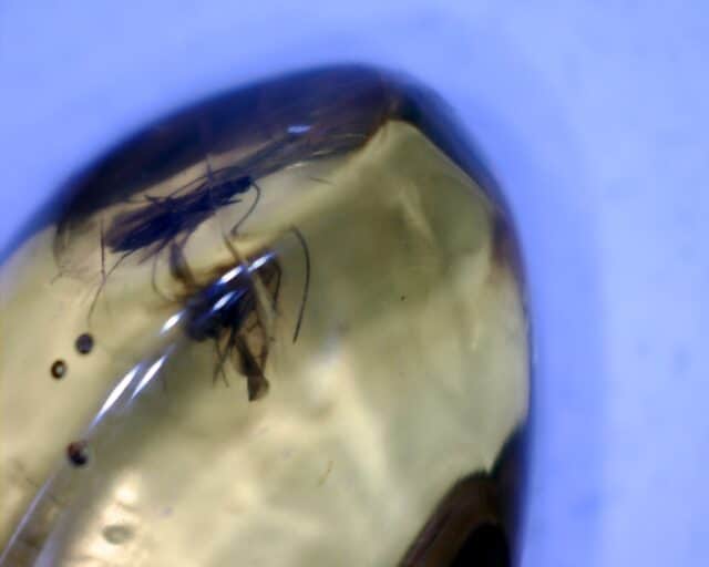 Dominican Amber Specimen with Bee, Roach, & Wasp (060123d)