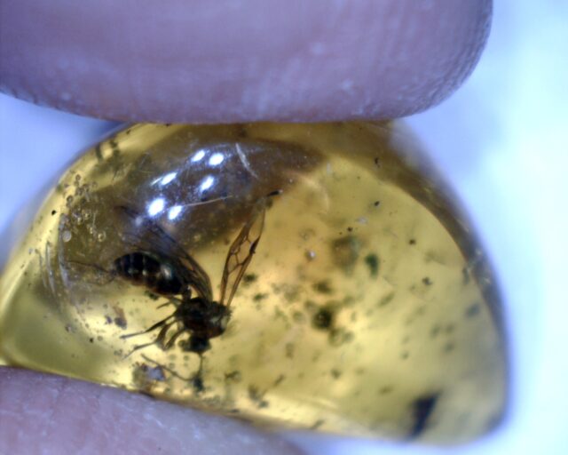 Dominican Amber Specimen with Wasp (060123e) - Image 2