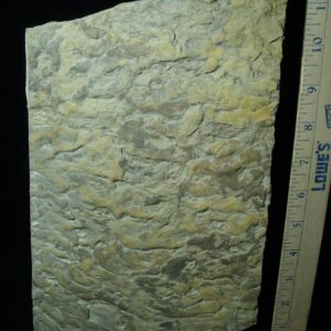 Fossilized Stromatolites (050423d)