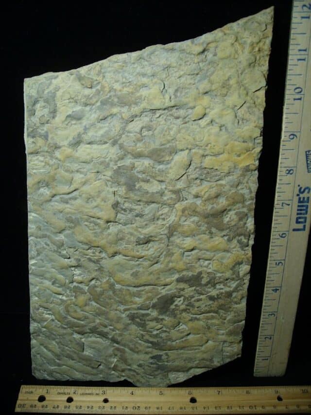 Fossilized Stromatolites (050423d)