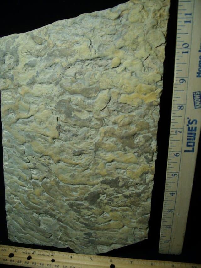 Fossilized Stromatolites (050423d) - Image 2