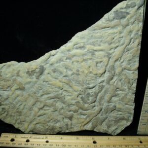 Fossilized Stromatolites (050423e)