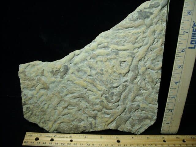Fossilized Stromatolites (050423e)